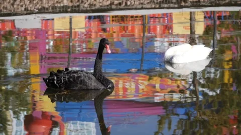 Swan Black &amp; White Stockbeeldmateriaal 122903625
