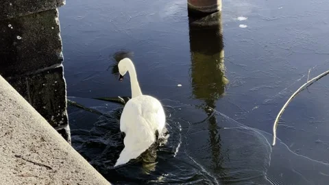 Swan breaking through winter ice trying to get bread at Landwehrkanal Berlin Video stock 167760536