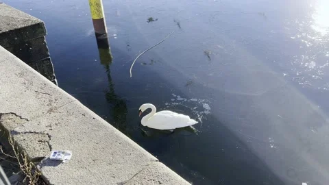 Swan breaking through winter ice trying to get bread at Landwehrkanal Berlin Video stock 167760713