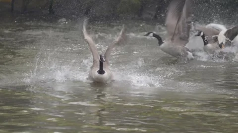 Swan Breaking Up Two Geese Fighting. Carnage In The Lake. 4K Vídeos de archivo 273563595