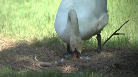 Swan building nest Video stock 8909334