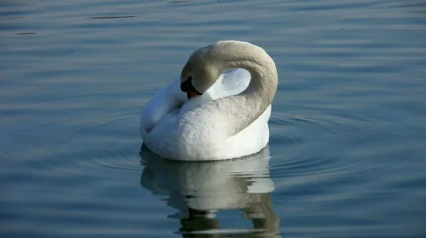 Swan celan self   Stockbeeldmateriaal 458492