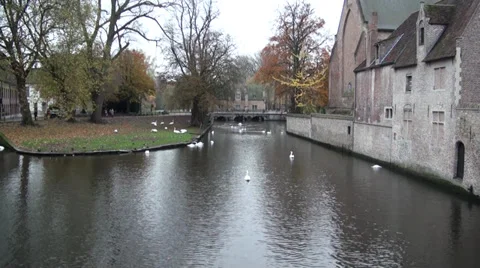 Swan on a channel 2 스톡 동영상 30760458