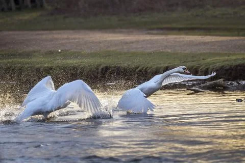 The swan chase Stock-Fotos