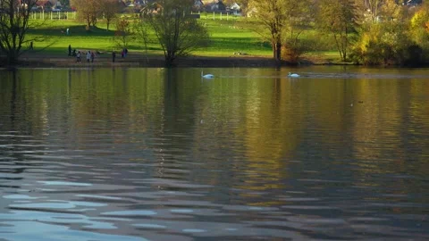Swan chasing another swan away in pristine alpine lake Preddvor Stock Footage 170492418