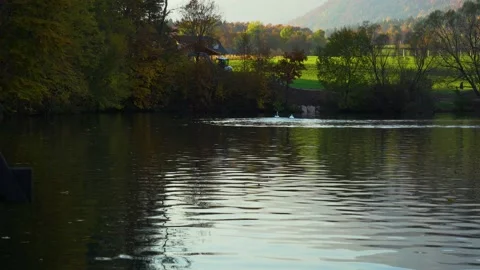 Swan chasing another swan away in pristine alpine lake Preddvor Stock Footage 170492480