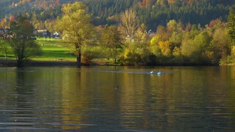 Swan chasing another swan away in pristine alpine lake Preddvor Stock Footage 170492600
