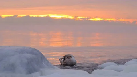 Swan chick is clearing himself of ice in water. 스톡 동영상 149003277