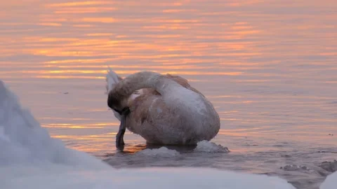 Swan chick is clearing himself of ice in water. Stock Footage 149003532