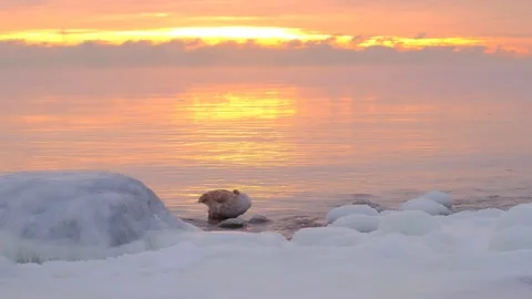 Swan chick is clearing himself of ice in water. Video stock 149003632