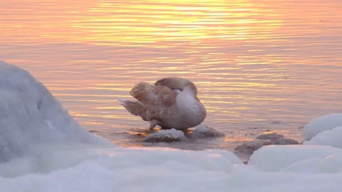 Swan chick is clearing himself of ice in water. Stock Footage 149003648