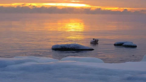 Swan chick is clearing himself of ice in water. Vídeos de archivo 149003846