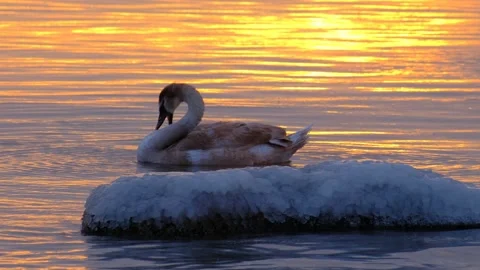 Swan chick is clearing himself of ice in water. Stock Footage 149004129