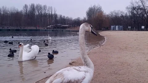Swan chick close up. Concept of  Urbanization and Its Effects on Birds. Stock Footage 236589992