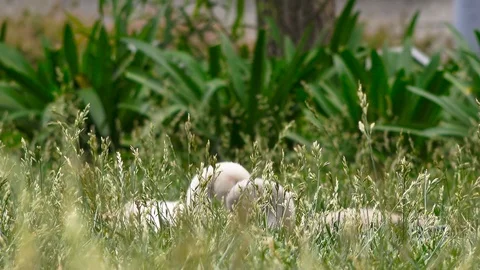 Swan chick in grass Stock Footage 115660595