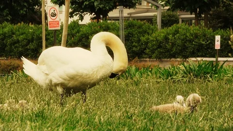 Swan chick in green grass Stock-Footage 115660405