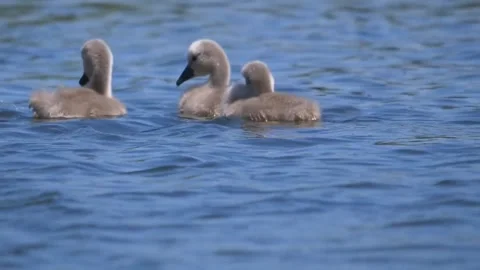 Swan chick in a lake Video stock 270817131