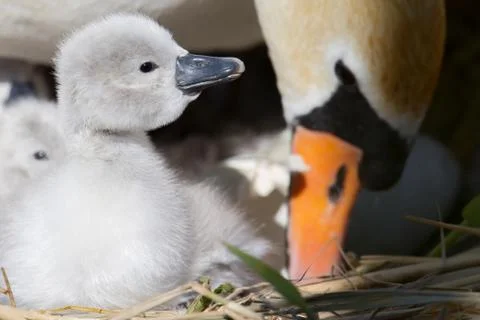 Swan chick Stock Photos