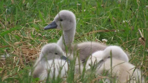 Swan chicks in grass Stock Footage 3697911