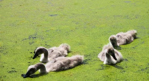 Swan Chicks in Lake Stock Photos