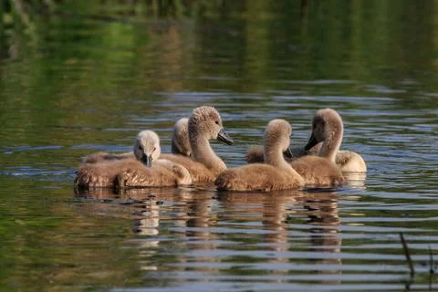 Swan chicks on the lake Stock Photos