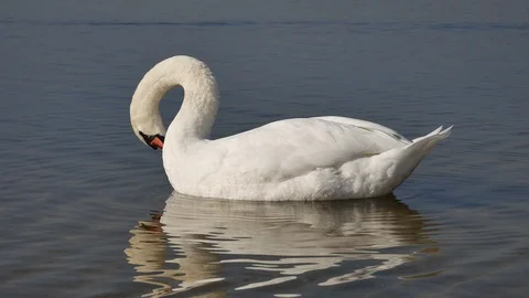 The swan is cleaned. Video stock 117100121