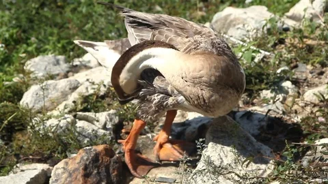 A swan cleaning body Video stock 70078605