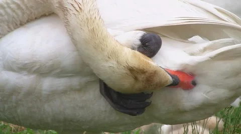 Swan cleaning coat Stock Footage 3692367