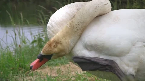 Swan cleaning coat Stock Footage 3692798