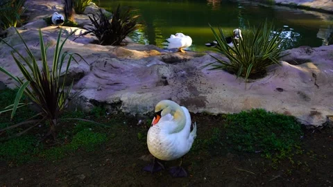 Swan cleaning feathers in the park Video stock 154619084
