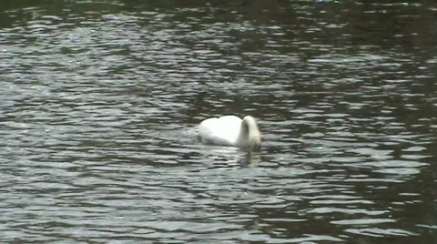 Swan, cleaning Video stock 376141