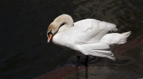 Swan cleaning Stock Footage 5298787