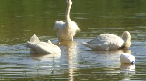 Swan cleaning Stock Footage 8914506