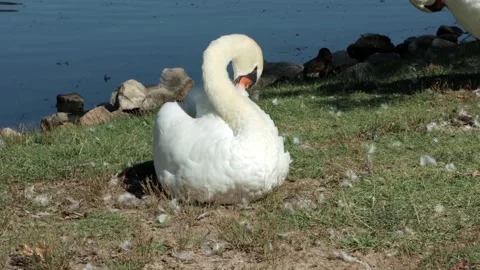 Swan cleaning its feathers - 4K Stock-Footage 250628169