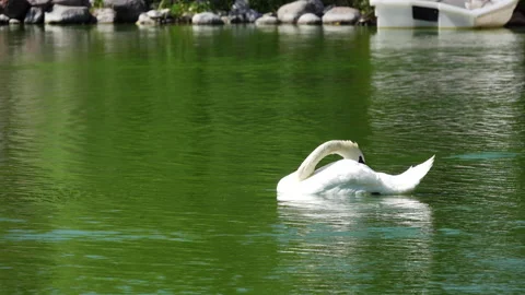 Swan Cleaning Its Feathers Stock Footage 134466477
