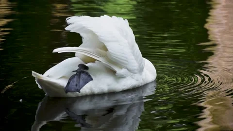Swan cleaning its feathers with its fin tucked up Stock Footage 196209770