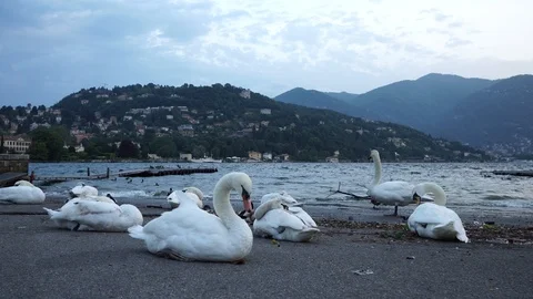 A swan cleaning itself. Stock Footage 109547032