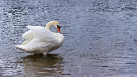 Swan cleaning itself Stock Photos