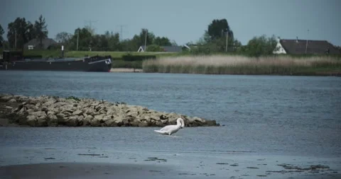 A swan cleaning itself in the river Stock-Footage 314572532
