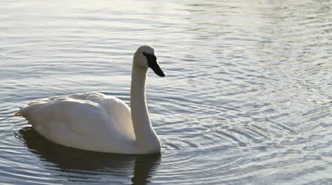 Swan cleaning self 2 Stock Footage 12733290