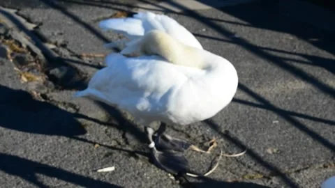 Swan cleaning the wings 스톡 동영상 283679524