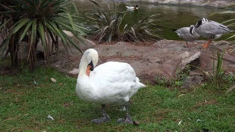 Swan cleans feathers in the aviary Video stock 228806939