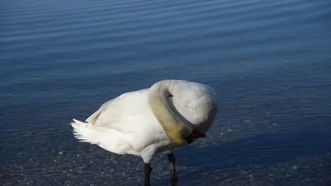Swan cleans feathers close up view Video stock 75874921