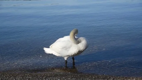 Swan cleans feathers Stock-Footage 75874946
