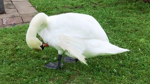 Swan cleans feathers Stock Footage 112923820