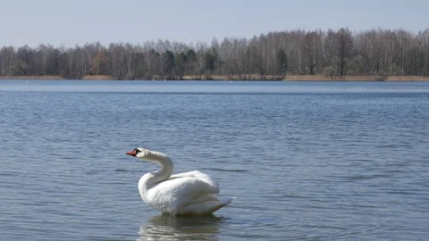 The swan cleans feathers. Video stock 116794512