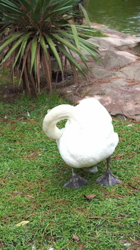 Swan cleans feathers Stock Footage 228806841