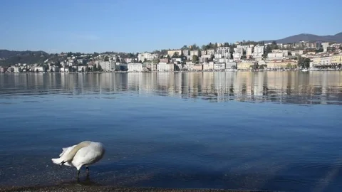 Swan cleans feathers wide angle view Video stock 75874914