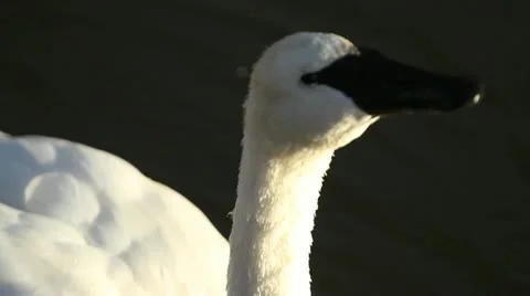 Swan cleans self close up Видео 12733151