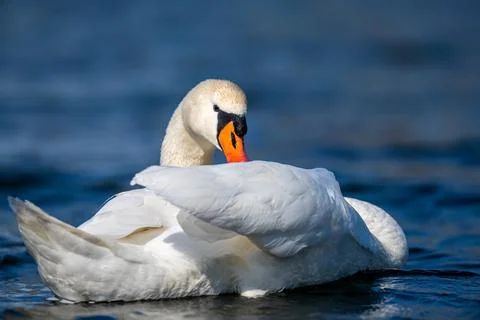 Swan on a clear deep blue river reflection Stock-Fotos